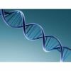 DNA schade door elektromagnetische straling